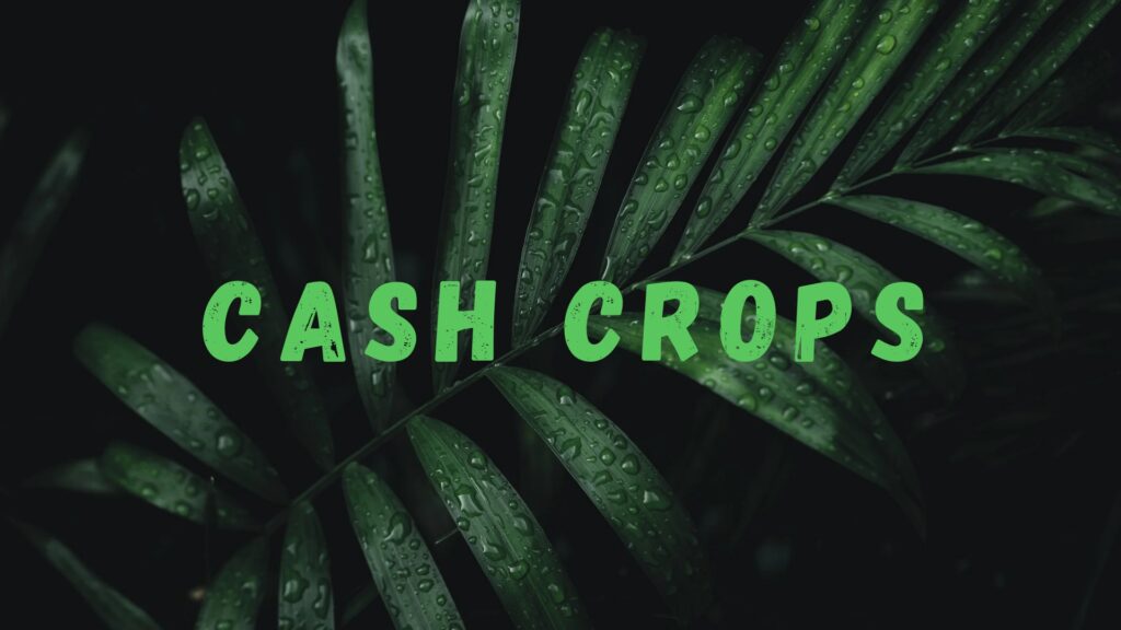cash crops