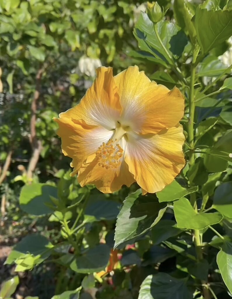 Hibiscus Beaty